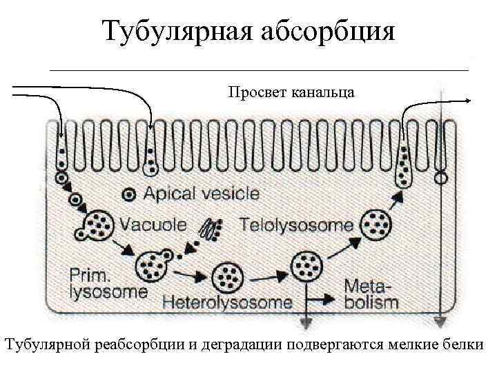 Тубулярная абсорбция Просвет канальца Тубулярной реабсорбции и деградации подвергаются мелкие белки 