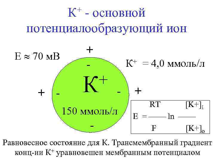 К+ - основной потенциалообразующий ион E 70 м. В + - + К К+