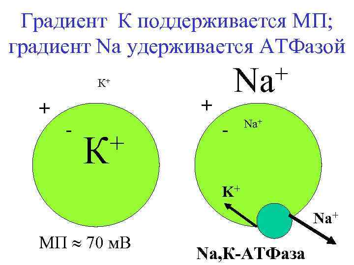 Градиент К поддерживается МП; градиент Na удерживается АТФазой К+ + + - + К