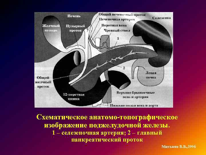 Схематическое анатомо-топографическое изображение поджелудочной железы. 1 – селезеночная артерия; 2 – главный панкреатический проток