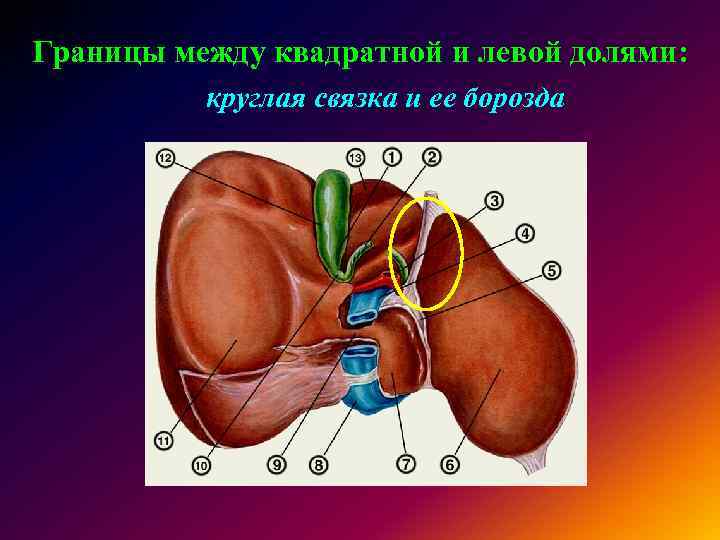 Границы между квадратной и левой долями: круглая связка и ее борозда 