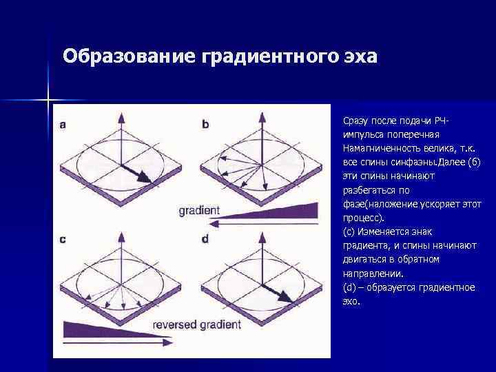 Образование градиентного эха Сразу после подачи РЧимпульса поперечная Намагниченность велика, т. к. все спины