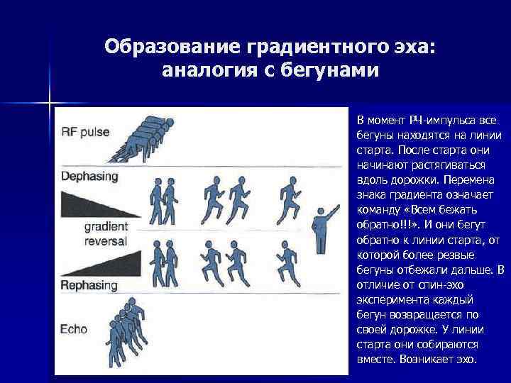 Образование градиентного эха: аналогия с бегунами В момент РЧ-импульса все бегуны находятся на линии