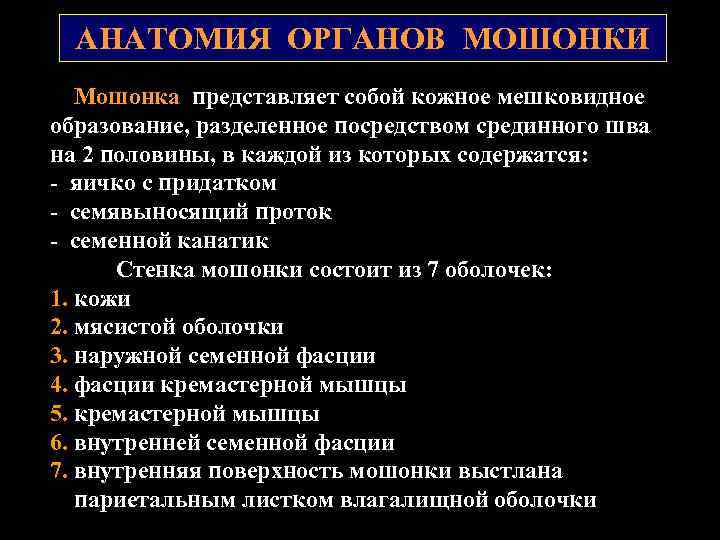 АНАТОМИЯ ОРГАНОВ МОШОНКИ Мошонка представляет собой кожное мешковидное образование, разделенное посредством срединного шва на