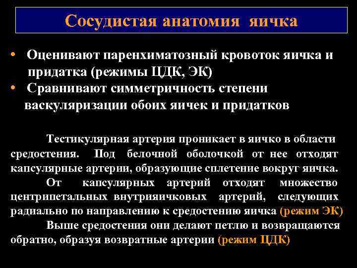 Сосудистая анатомия яичка • Оценивают паренхиматозный кровоток яичка и придатка (режимы ЦДК, ЭК) •