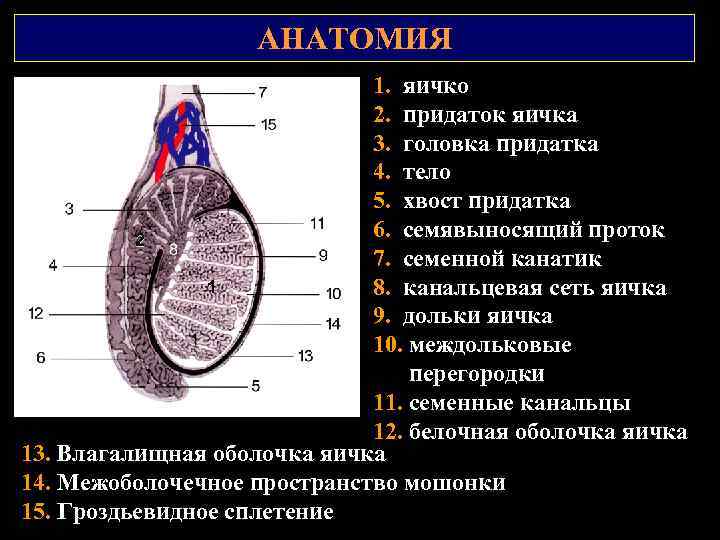 АНАТОМИЯ 1. яичко 2. придаток яичка 3. головка придатка 4. тело 5. хвост придатка