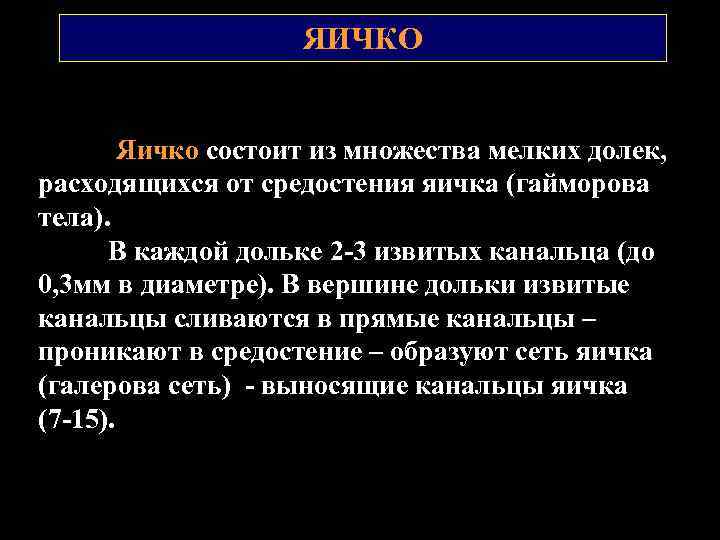 ЯИЧКО Яичко состоит из множества мелких долек, расходящихся от средостения яичка (гайморова тела). В