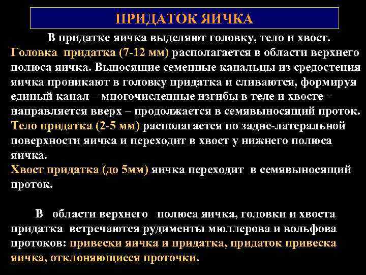 ПРИДАТОК ЯИЧКА В придатке яичка выделяют головку, тело и хвост. Головка придатка (7 12