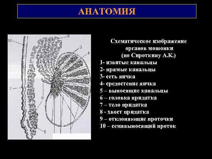 АНАТОМИЯ Схематическое изображение органов мошонки (по Сироткину А. К. ) 1 извитые канальцы 2