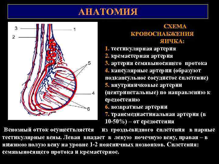 АНАТОМИЯ СХЕМА КРОВОСНАБЖЕНИЯ ЯИЧКА: 1. тестикулярная артерия 2. кремастерная артерия 3. артерия семявыносящего протока