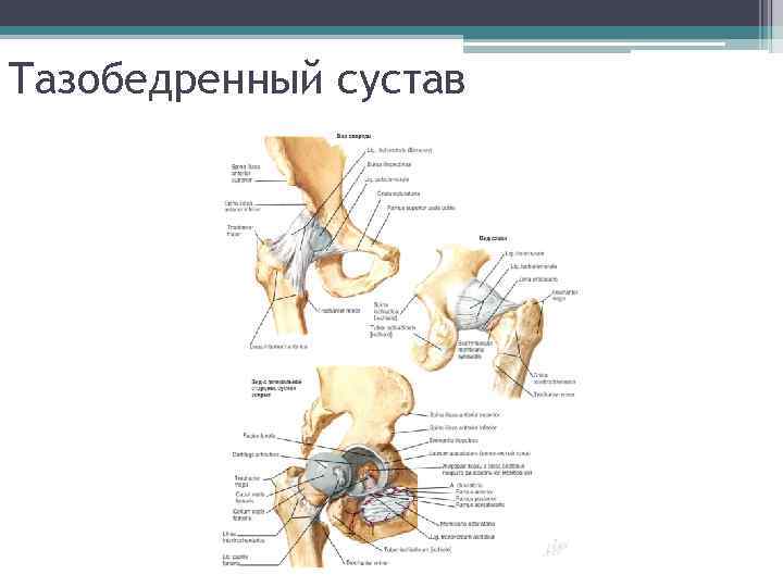 Тазобедренный сустав 