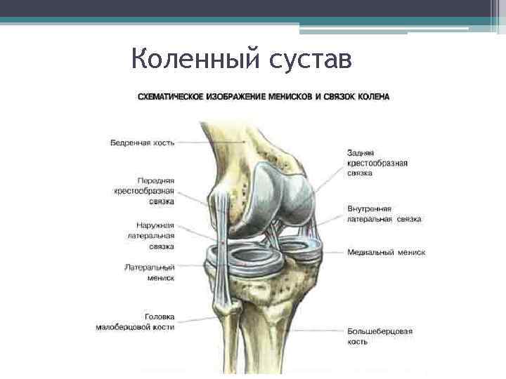 Коленный сустав 