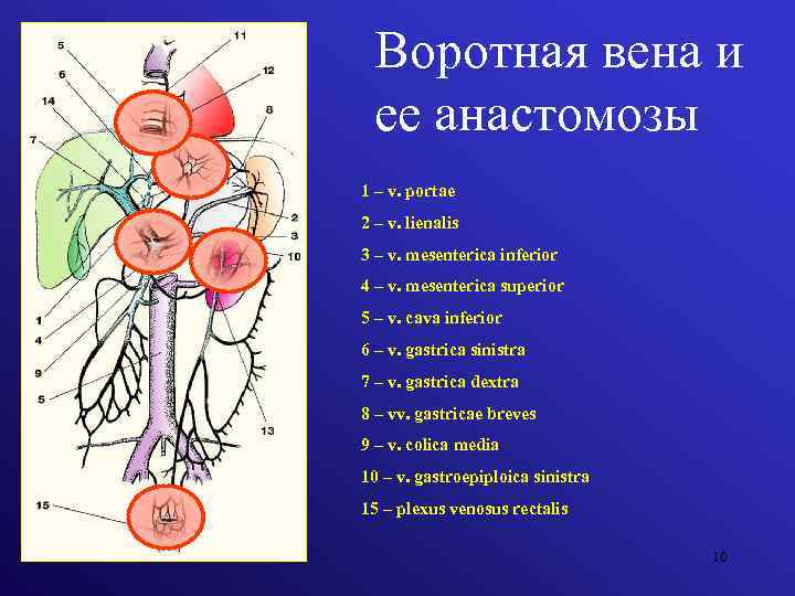 Воротная вена и ее анастомозы 1 – v. portae 2 – v. lienalis 3