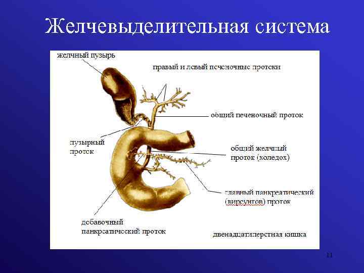 Желчевыделительная система 11 