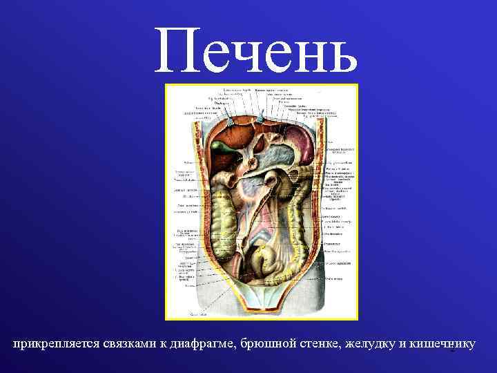 Печень прикрепляется связками к диафрагме, брюшной стенке, желудку и кишечнику 2 