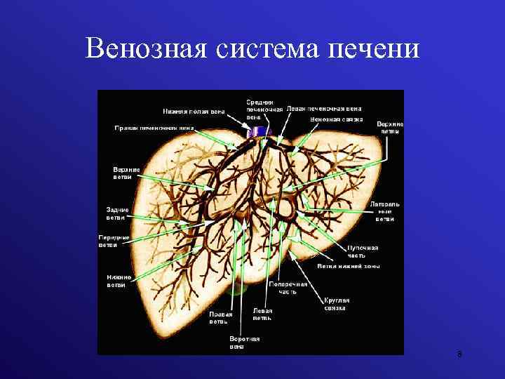 Венозная система печени 8 