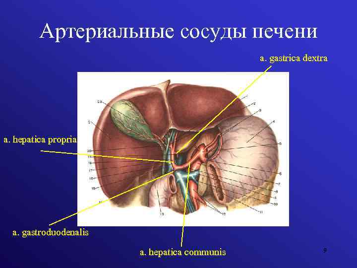 Артериальные сосуды печени a. gastrica dextra a. hepatica propria a. gastroduodenalis a. hepatica communis