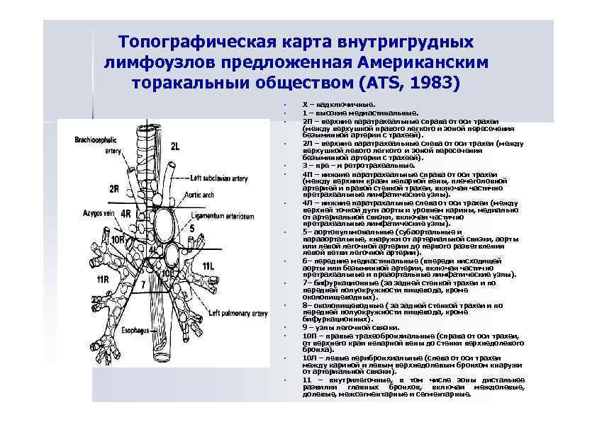 Лимфоузлы средостения схема расположения