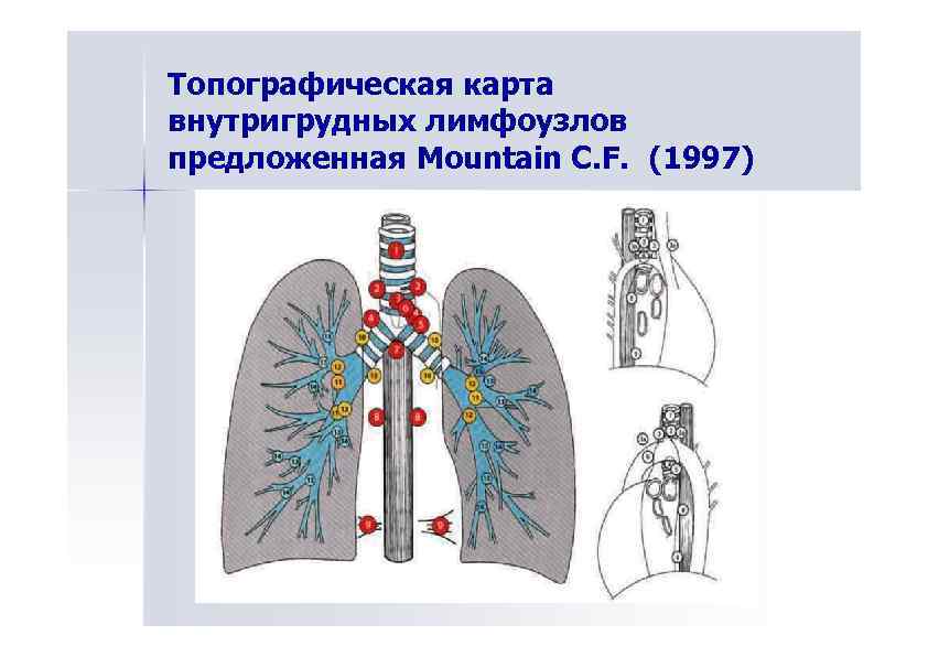 Лимфоузлы карта на теле