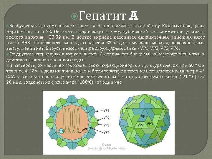  Возбудитель Гепатит A эпидемического гепатита А принадлежат к семейству Picornaviridae, рода Hepatovirus, типа