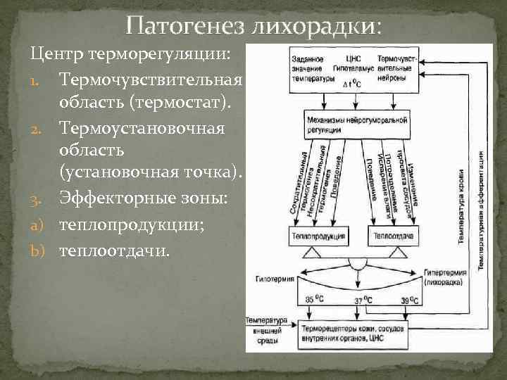 Патогенез лихорадки: Центр терморегуляции: 1. Термочувствительная область (термостат). 2. Термоустановочная область (установочная точка). 3.
