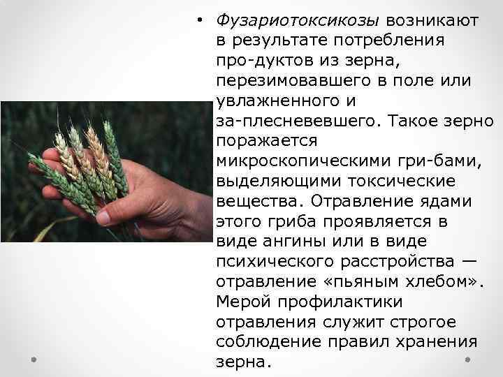  • Фузариотоксикозы возникают в результате потребления про дуктов из зерна, перезимовавшего в поле