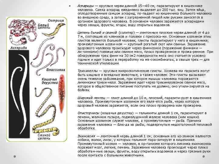 Чем представлены черви. Круглые черви в кишечнике человека. В кишечнике человека паразитирует. В кишечнике человека паразитирует червь.