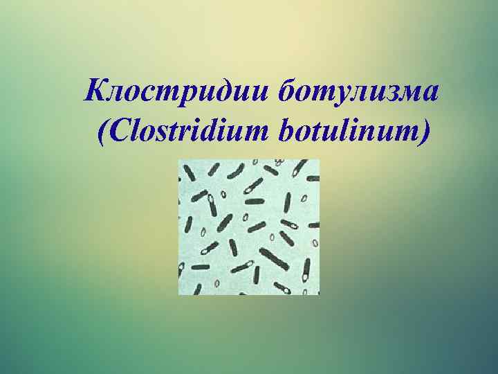 Клостридии ботулизма (Clostridium botulinum) 