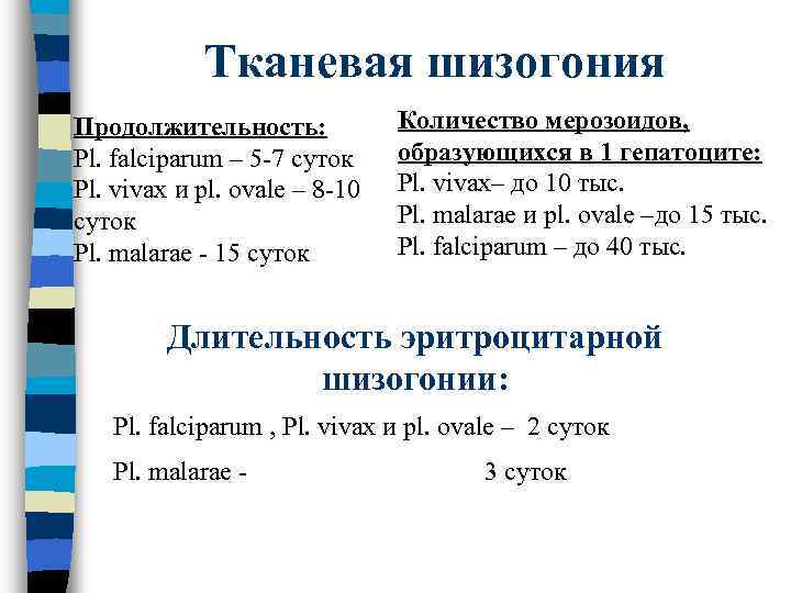 Тканевая шизогония Продолжительность: Pl. falciparum – 5 -7 суток Pl. vivax и pl. ovale