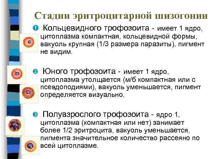 Стадии эритроцитарной шизогонии Кольцевидного трофозоита - имеет 1 ядро, цитоплазма компактная, кольцевидной формы, вакуоль