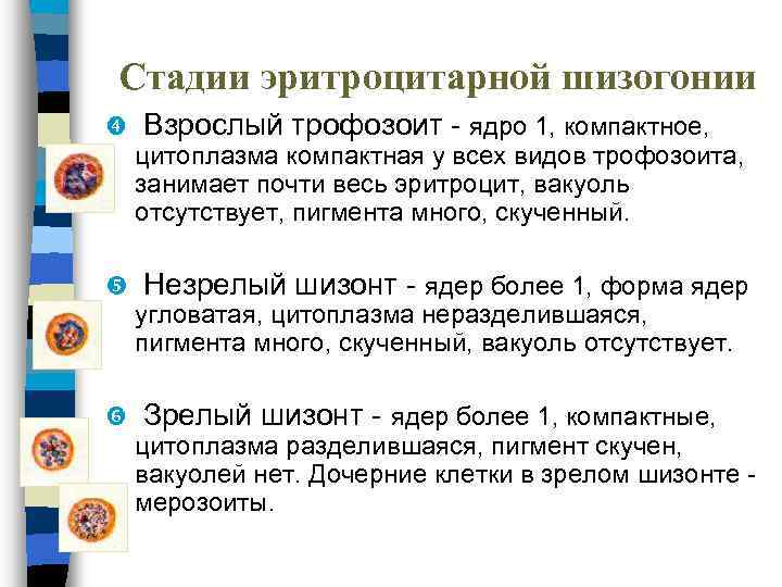 Стадии эритроцитарной шизогонии Взрослый трофозоит - ядро 1, компактное, цитоплазма компактная у всех видов