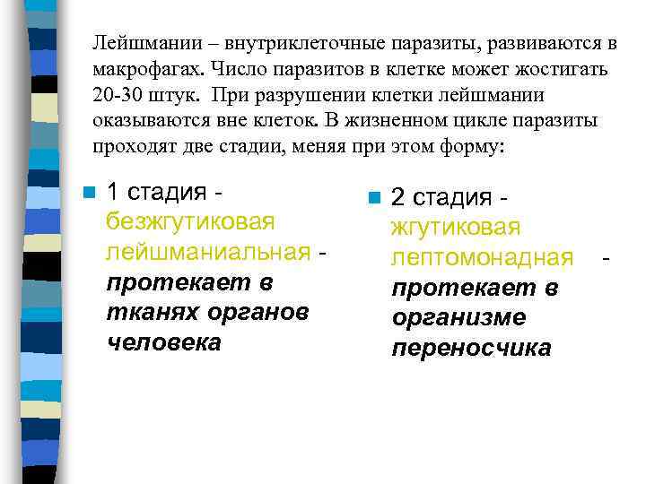 Лейшмании – внутриклеточные паразиты, развиваются в макрофагах. Число паразитов в клетке может жостигать 20