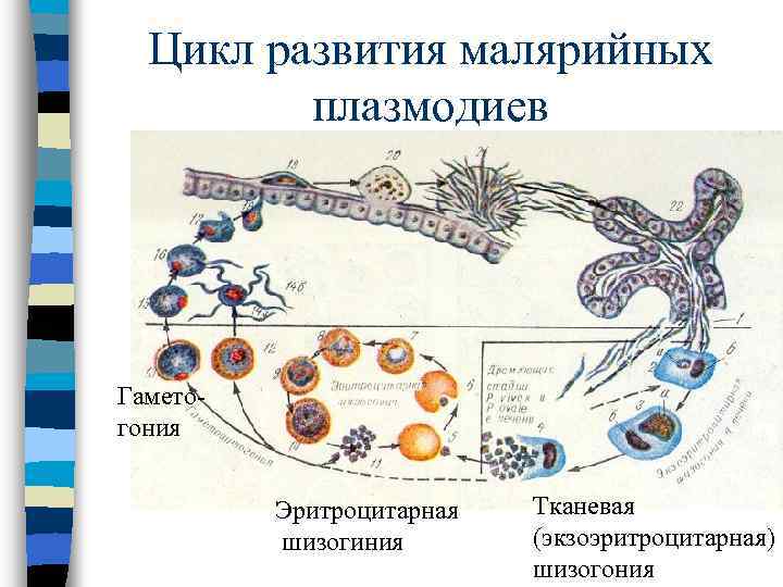 Цикл развития малярийных плазмодиев Гаметогония Эритроцитарная шизогиния Тканевая (экзоэритроцитарная) шизогония 