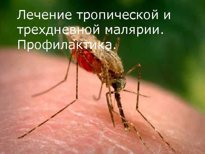 Лечение тропической и трехдневной малярии. Профилактика. 
