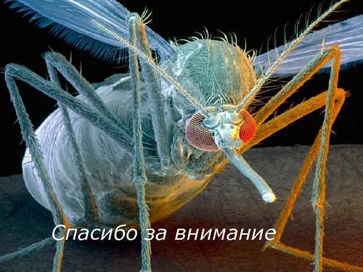 Спасибо за внимание 