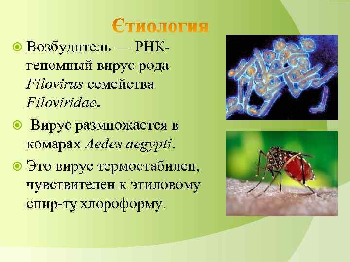  Возбудитель — РНК геномный вирус рода Filovirus семейства Filoviridae. Вирус размножается в комарах