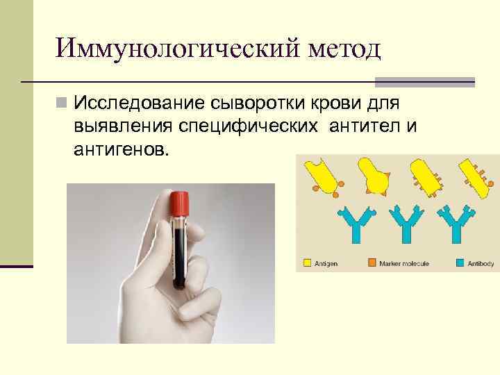 Иммунологический метод n Исследование сыворотки крови для выявления специфических антител и антигенов. 