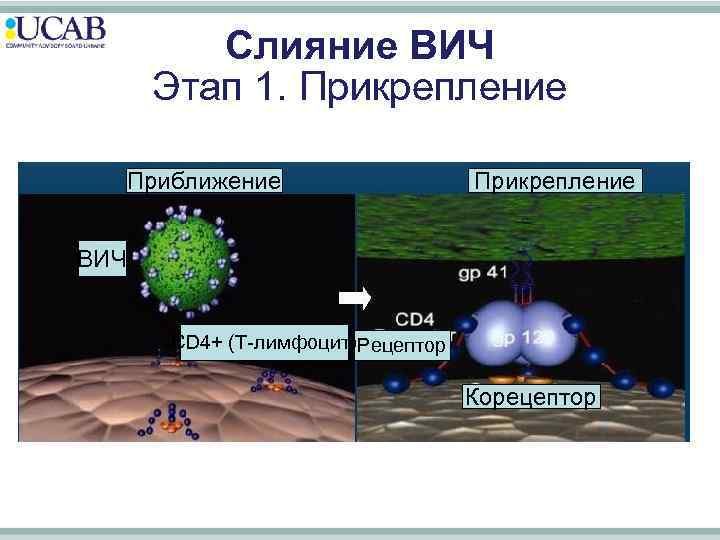 Слияние ВИЧ Этап 1. Прикрепление Приближение Прикрепление ВИЧ CD 4+ (T-лимфоцит) Рецептор Корецептор 
