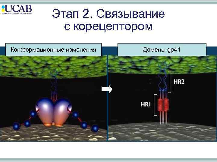 Этап 2. Связывание с корецептором Конформационные изменения Домены gp 41 