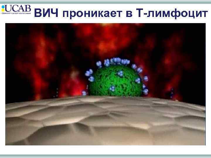 ВИЧ проникает в T-лимфоцит 