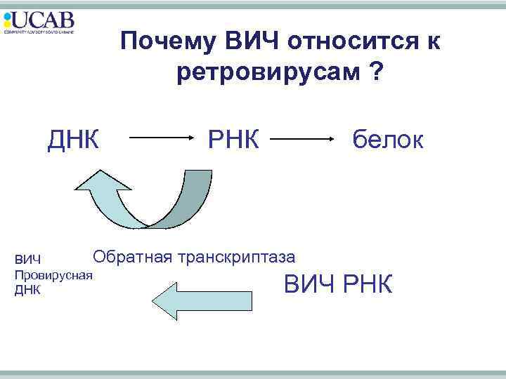 Почему ВИЧ относится к ретровирусам ? ДНК Обратная ВИЧ Провирусная ДНК РНК белок транскриптаза