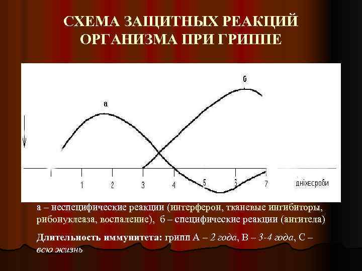 СХЕМА ЗАЩИТНЫХ РЕАКЦИЙ ОРГАНИЗМА ПРИ ГРИППЕ а – неспецифические реакции (интерферон, тканевые ингибиторы, рибонуклеаза,