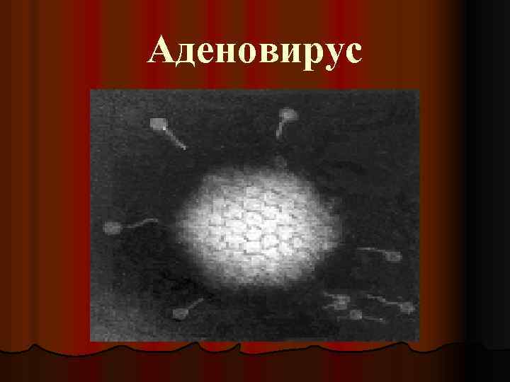Аденовирус 