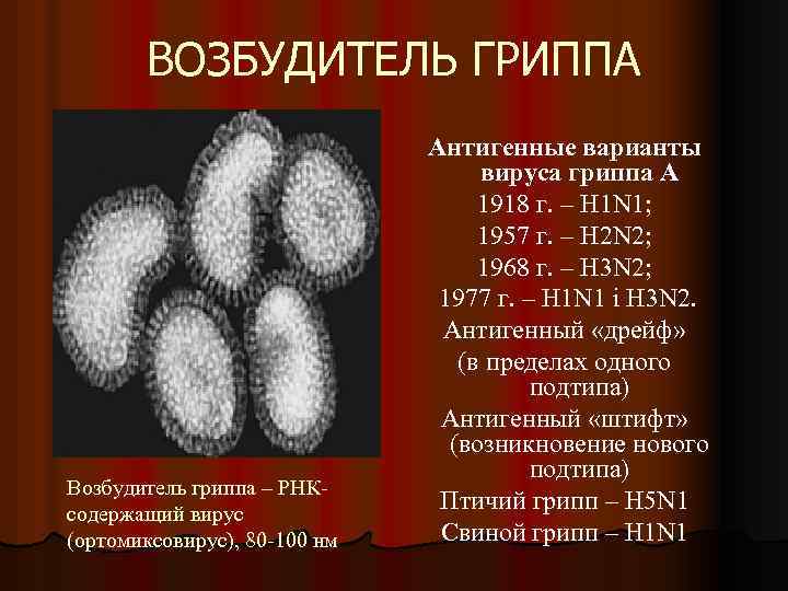 ВОЗБУДИТЕЛЬ ГРИППА Возбудитель гриппа – РНКсодержащий вирус (ортомиксовирус), 80 -100 нм Антигенные варианты вируса