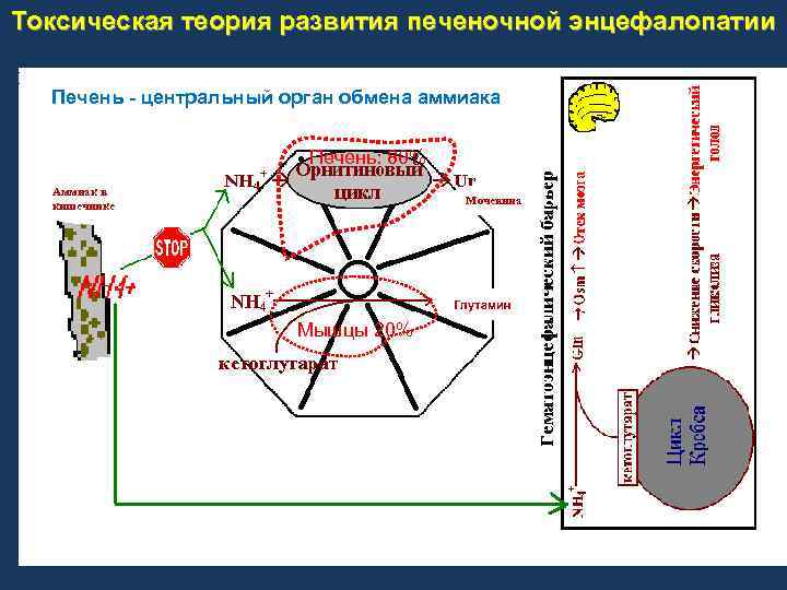 Токсическая теория развития печеночной энцефалопатии Печень - центральный орган обмена аммиака Печень: 80% Аммиак
