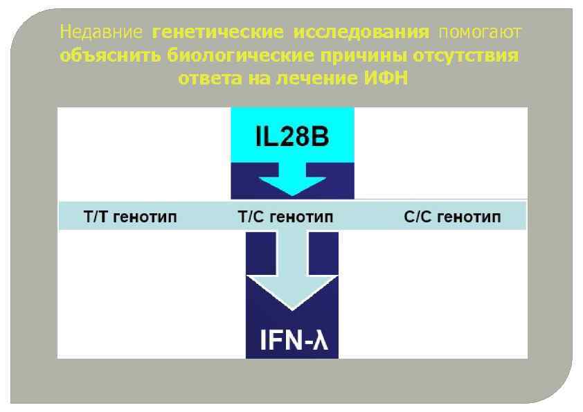 Недавние генетические исследования помогают объяснить биологические причины отсутствия ответа на лечение ИФН 
