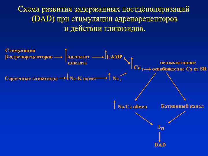 Cхема развития задержанных постдеполяризаций (DAD) при стимуляции адренорецепторов и действии гликозидов. Cтимуляция β-адренорецепторов Аденилат