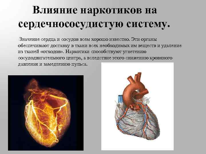 Влияние наркотиков на сердечнососудистую систему. Значение сердца и сосудов всем хорошо известно. Эти органы