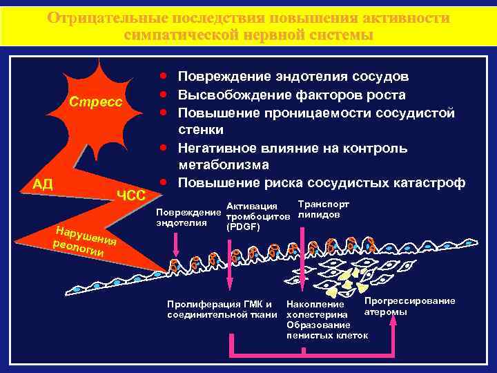 Отрицательные последствия повышения активности симпатической нервной системы Стресс АД ЧСС Нару ш реол ения