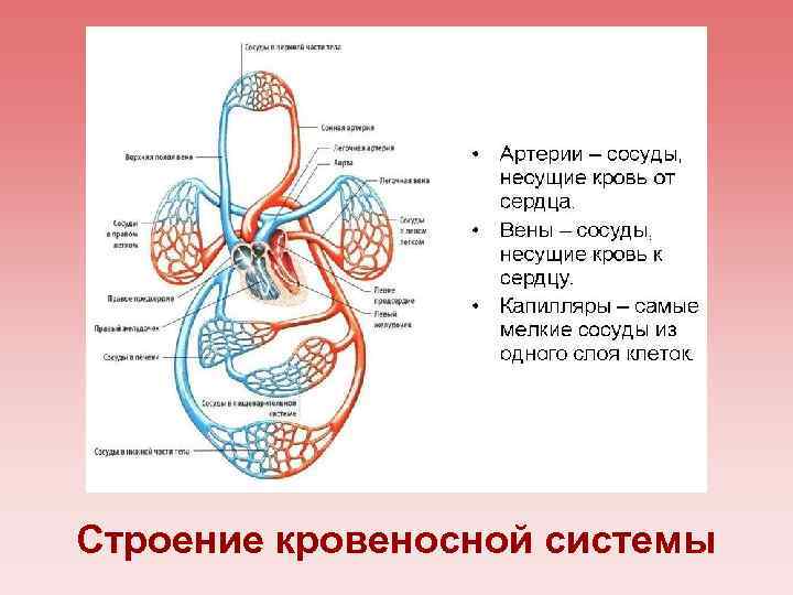 Строение кровеносной системы 